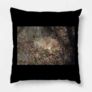 Sleeping Bobcat Pillow