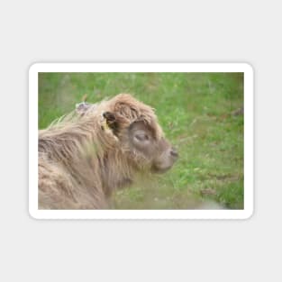 Calf / Swiss Artwork Photography Magnet