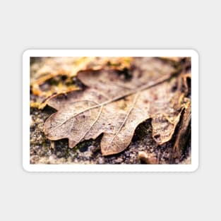 Brown Autumn Oak Leaf Magnet