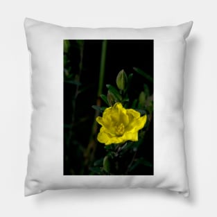 Showy Guinea Flower Pillow