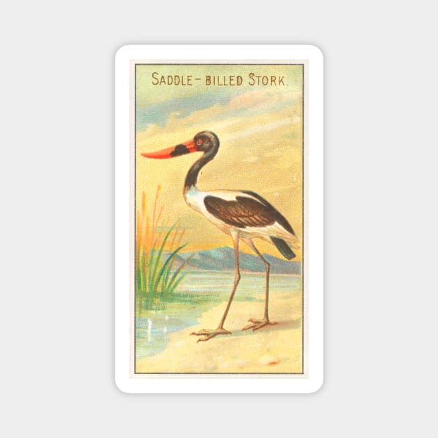 Saddle-Billed Stork Magnet by WAITE-SMITH VINTAGE ART