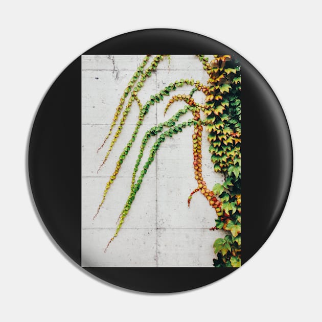 Green Ivy Growning on Grey Urban Concrete Wall Pin by visualspectrum