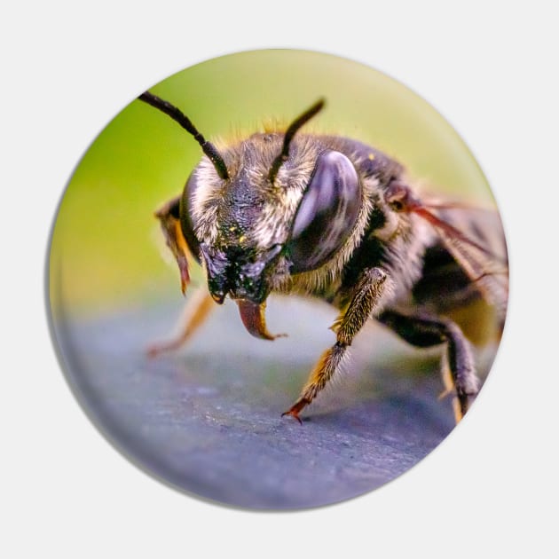 Good Doggy! Macro Insect Photograph Pin by love-fi