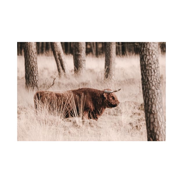 Scottish Highlander in the woods of Deelerwoud in the Netherlands by Melissa Peltenburg Travel Photography