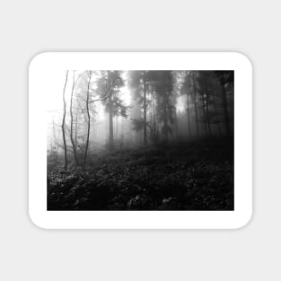 Dark and mysterious forest photo Magnet