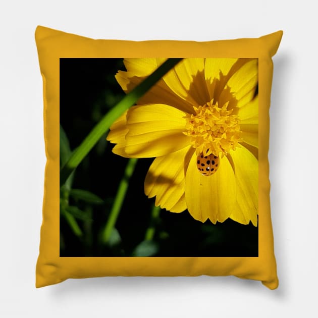 Orange Asian Lady Beetle Yellow Cosmos Pillow by MrGreen47