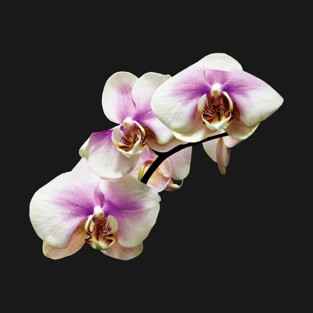 Pale Magenta and White Orchids by SusanSavad