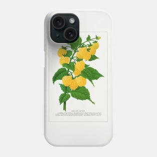 Golden Queen Raspberry Lithograph (1900) Phone Case