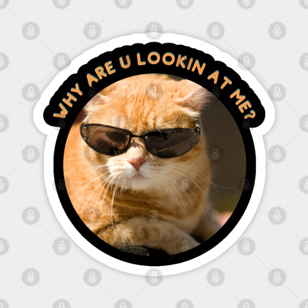 Ginger Cat, Why are you looking at me Magnet by reesea