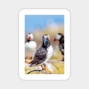 Atlantic Puffin with Sand Eels Magnet