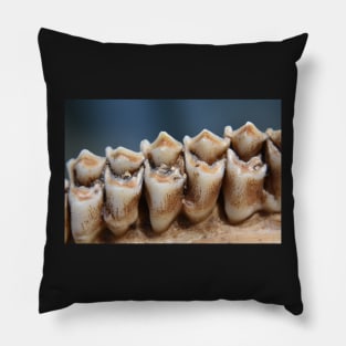 Young Buck Teeth Pillow