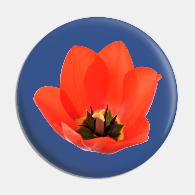 Red tulip Pin by chrisburrows
