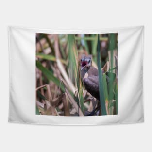 Young Great Tailed Grackle Calling for Food Tapestry