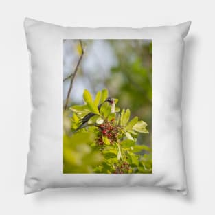 Yellow-rumped Warbler Pillow