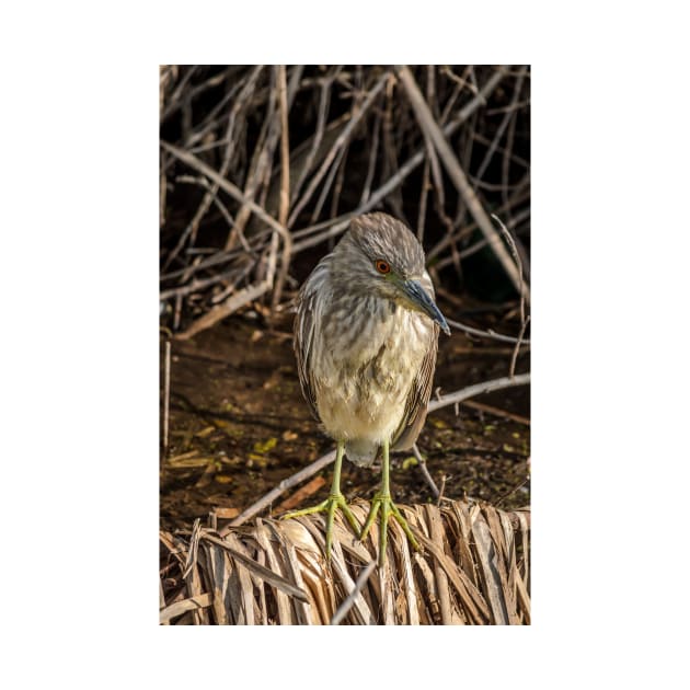 Juvenile Black Crowned Night Heron by Debra Martz