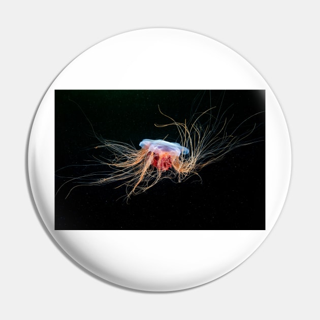 Lion's mane jellyfish (C032/5354) Pin by SciencePhoto