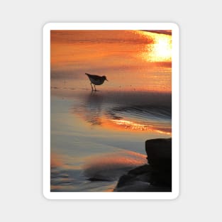 Little bird in the sunset - California Magnet