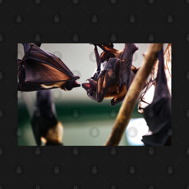 bat, bats fight by hottehue