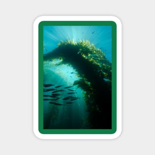 Sunrays In a Kelp Forest Magnet