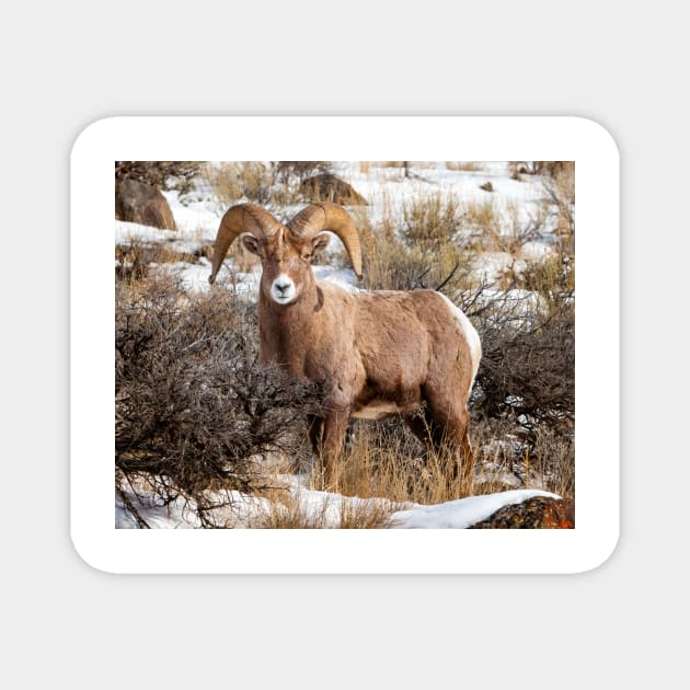 Bighorn Sheep Magnet by jforno