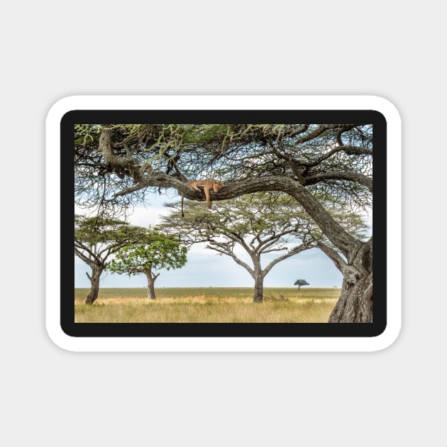 Serengeti Lion, African Wildlife Photography Magnet by AndrewGoodall