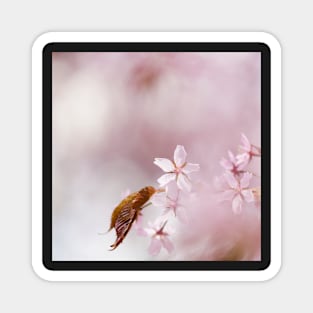 Cherry Blossom Magnet