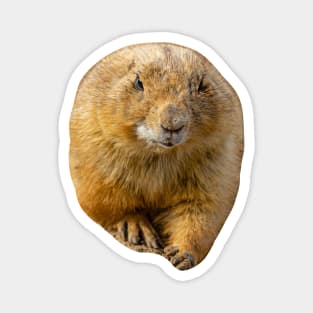 Prairie dog Magnet