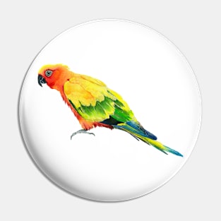 Conure bird watercolor Pin