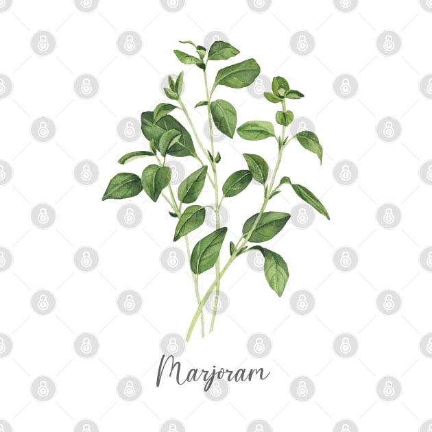 Marjoram herb illustration by InnaPatiutko