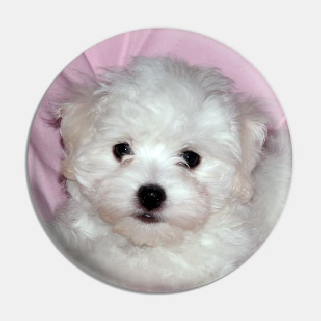 photo puppy pretty in pink Pin by mystudiocreate