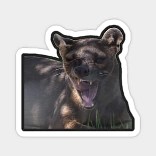 Fossa Magnet