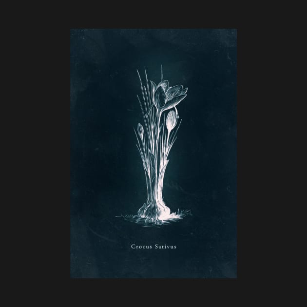 Cyanotype - Crocus Sativus by PixelHunter