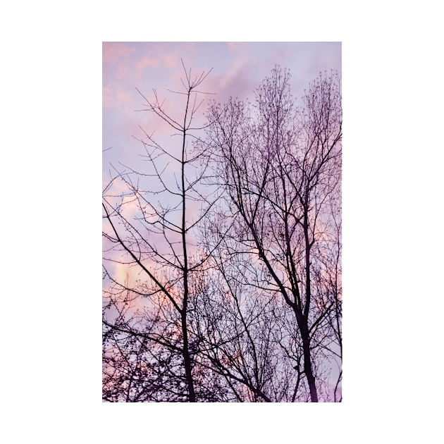 Barren trees ~ evening sky by LaurieMinor