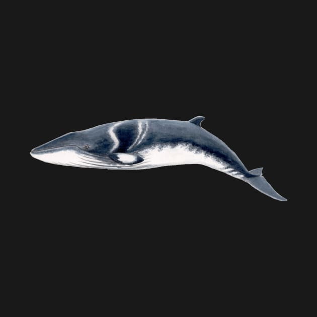 Baby Minke whale by chloeyzoard