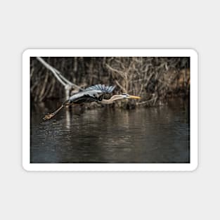 Blue Heron In Flight Magnet