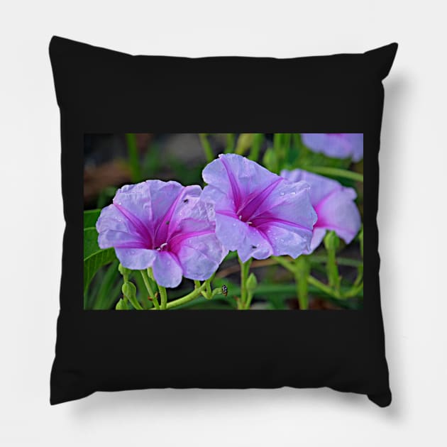 Ipomoea pes-caprae - known as bayhops, beach morning glory or goat's foot Pillow by pops