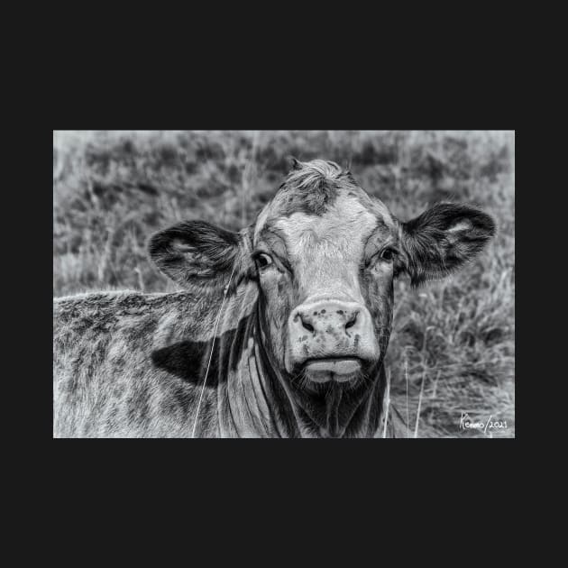 Portrait of a Cow in Black & White by kenmo