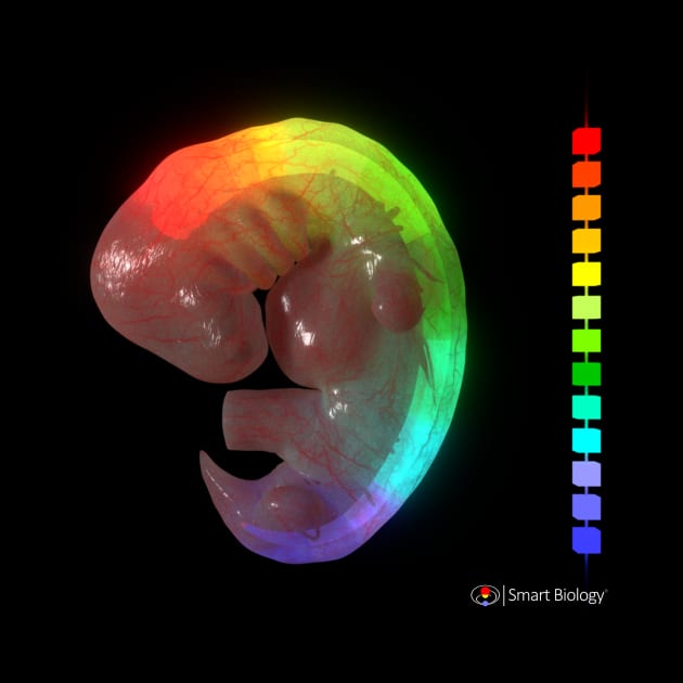 Hox Genes in Developing Embryo by Smart Biology