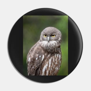 Barking Owl, Australian Birdlife Pin