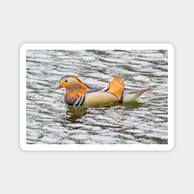 Mandarin Duck Magnet by Femaleform