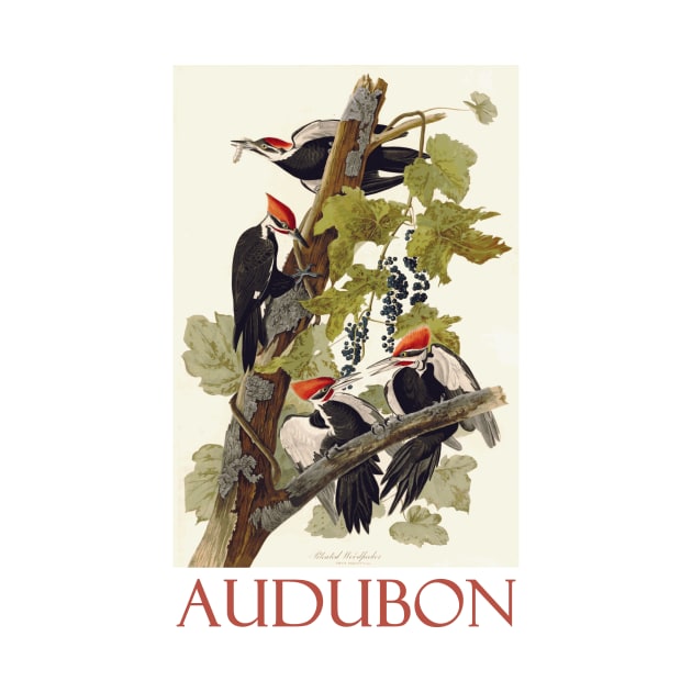 Pileated Woodpecker by John James Audubon by Naves