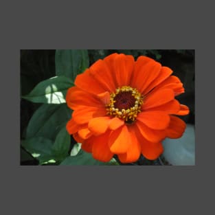 Zinnia in Orange T-Shirt