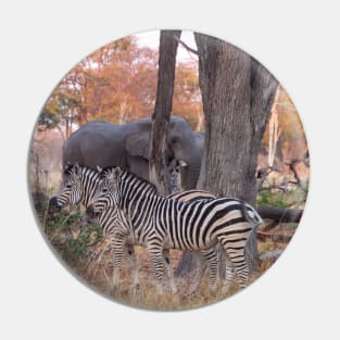 Zebras and Elephants together in Moremi Game Reserve, Botswana, Africa Pin