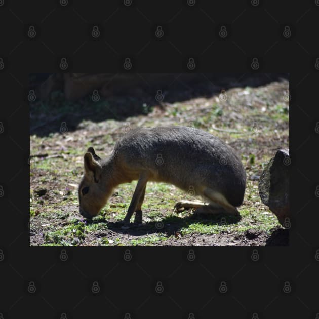 Patagonian Cavy by MarieDarcy