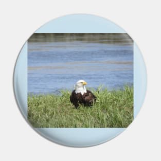 Bald Eagle, Wildlife Gifts, Wild Birds Pin