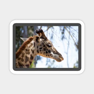 Giraffe Portrait Magnet