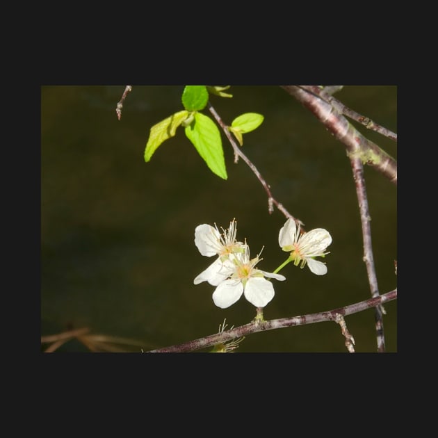 Cherry Blossoms by ephotocard