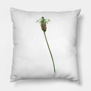 Ribwort Plantain Flower Pillow