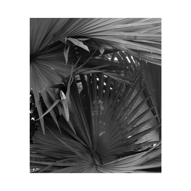 Noir Palm tree - black and white - nature photography by ArtByMe