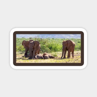 Elephants with babies. Magnet
